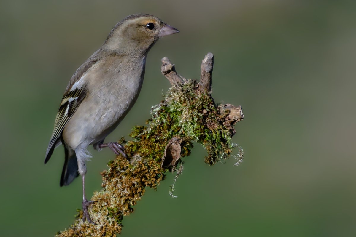 TBayliss_ photography tweet media