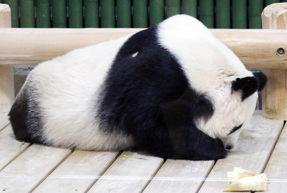 パンダライター 二木繁美｜『水曜日のお嬢様』発売中 tweet media