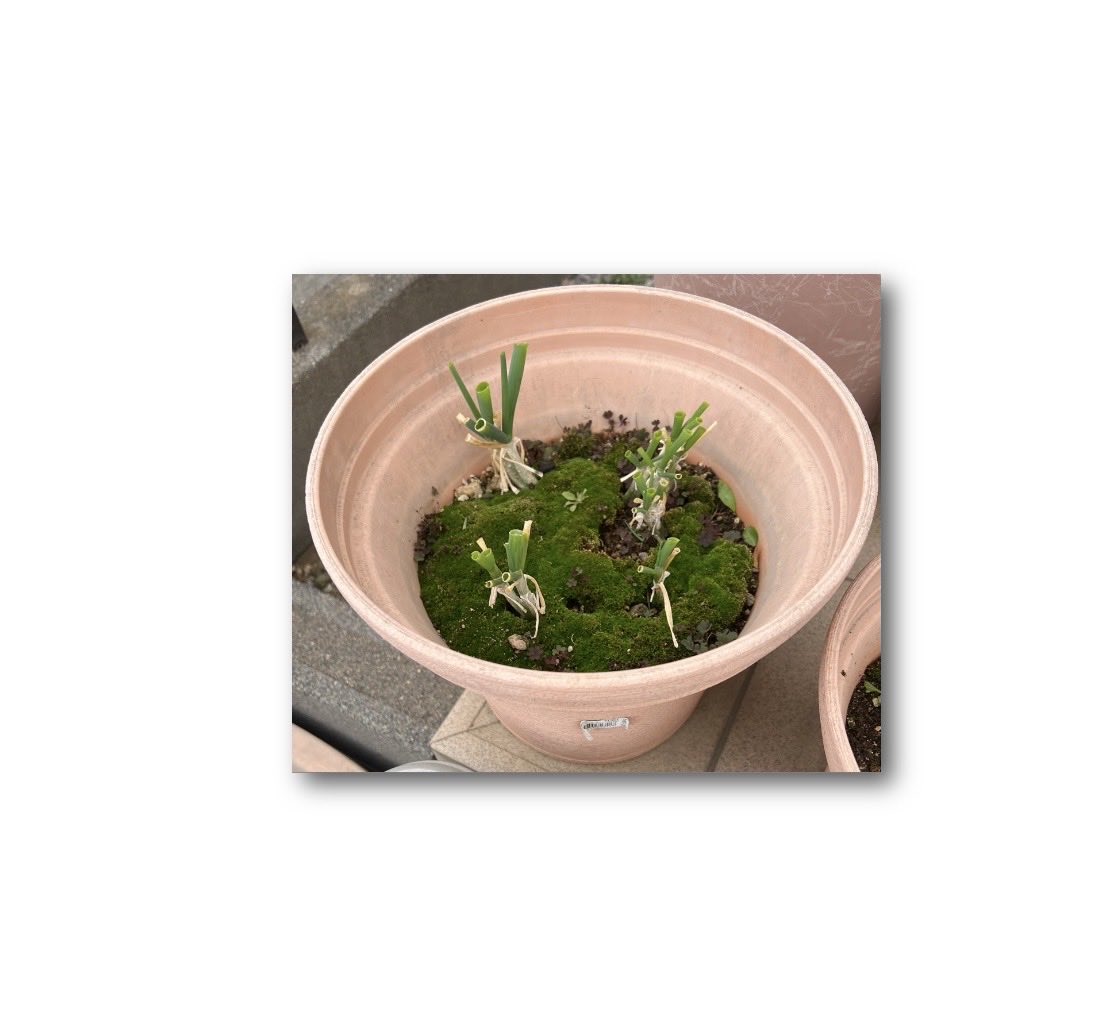 玄関前の階段菜園 2/26 (種まきから1年と71日目) #万能葉ねぎ3/15