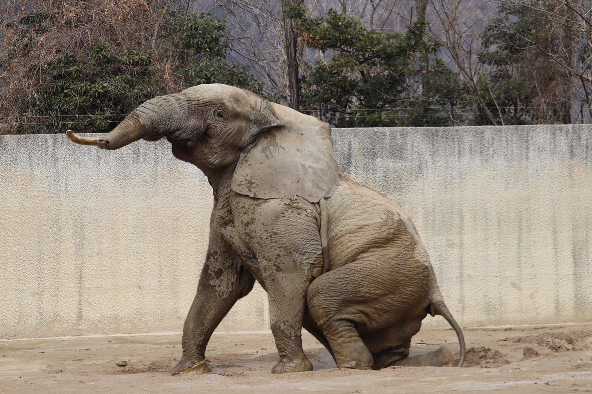 先日、泥遊びを楽しんでいた時のダイ。オスゾウらしくたくましい体つき！

2026.2
#安佐動物公園　#マルミミゾウ