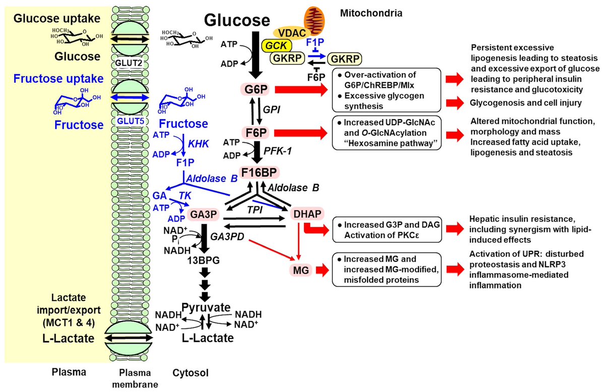 Paul J Thornalley tweet media