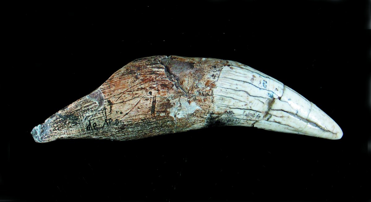MuseosCant's tweet photo. 👋 Llega #marzo y nueva cita con #lapiezadelmes en el #MUPAC 🙌
✍️ Martes 3 de marzo, 19h.
👉 El investigador Antonio León Castelao 🗣 'El colmillo de león de la Cueva de Altamira: de la huella microscópica a la identidad paleolítica' 🤓
🎟 Acceso libre hasta completa aforo 👌 https://t.co/OQefz9YhY4