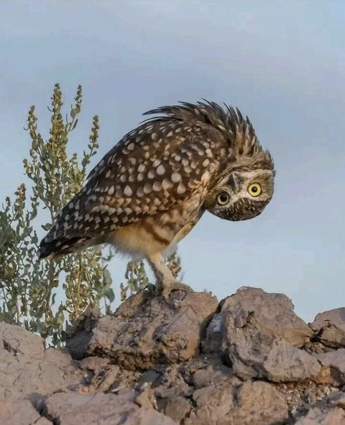 Paul Bronks tweet media