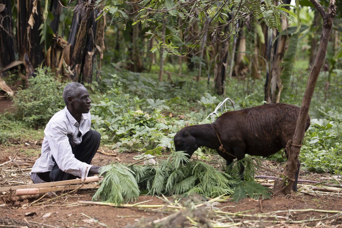 Mount Elgon Tree Growing Enterprise tweet media
