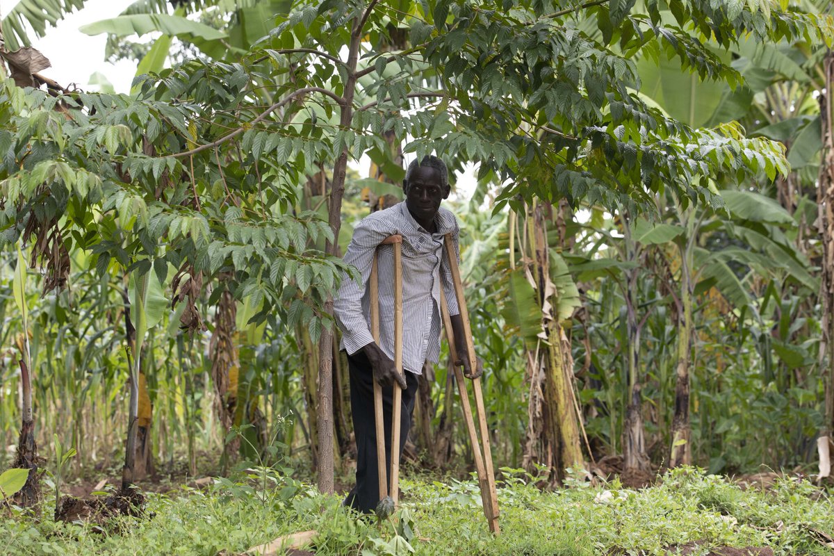 Mount Elgon Tree Growing Enterprise tweet media