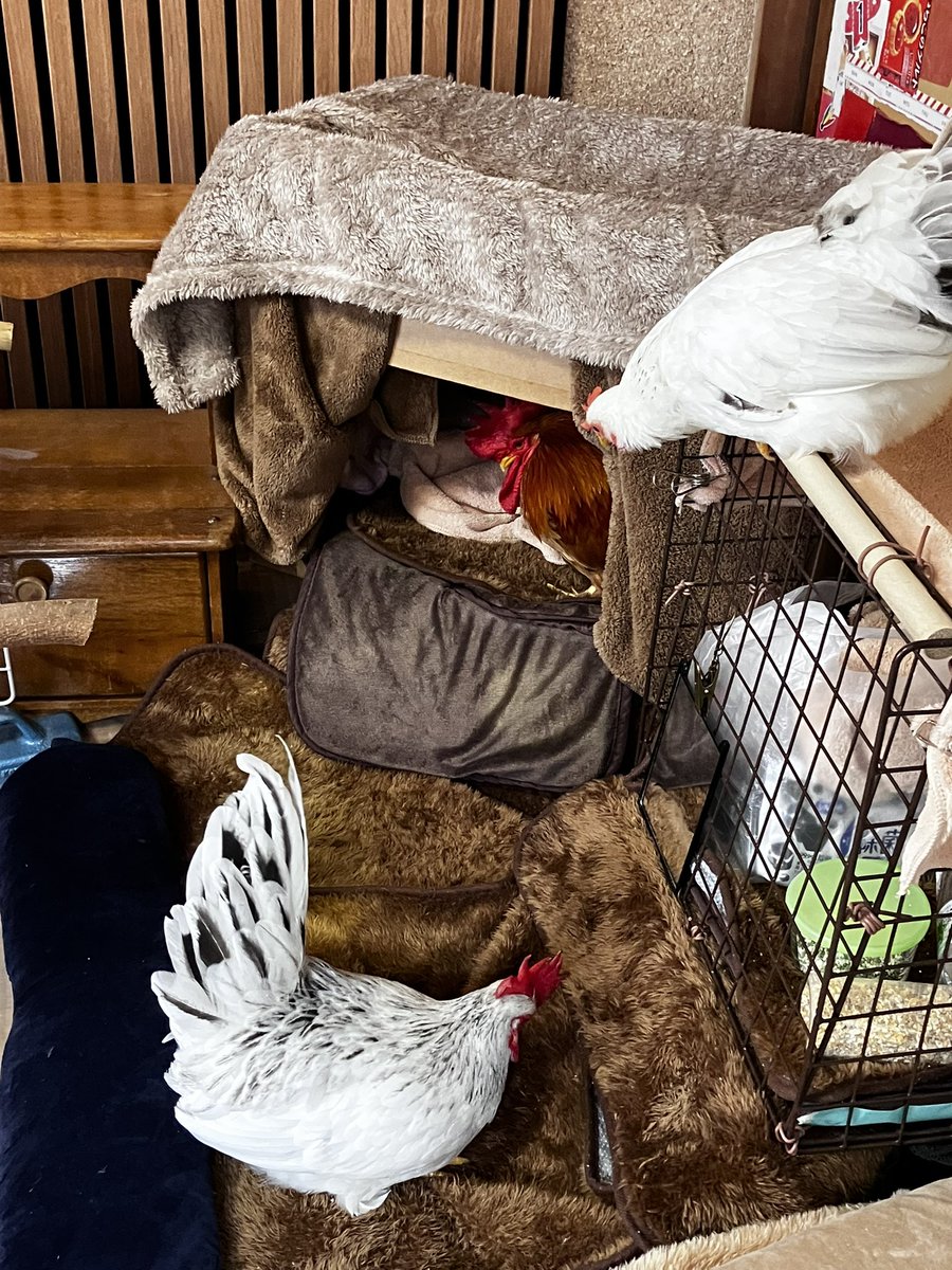 ことり百貨店 (@yorozuyaCotori) / Posts / X