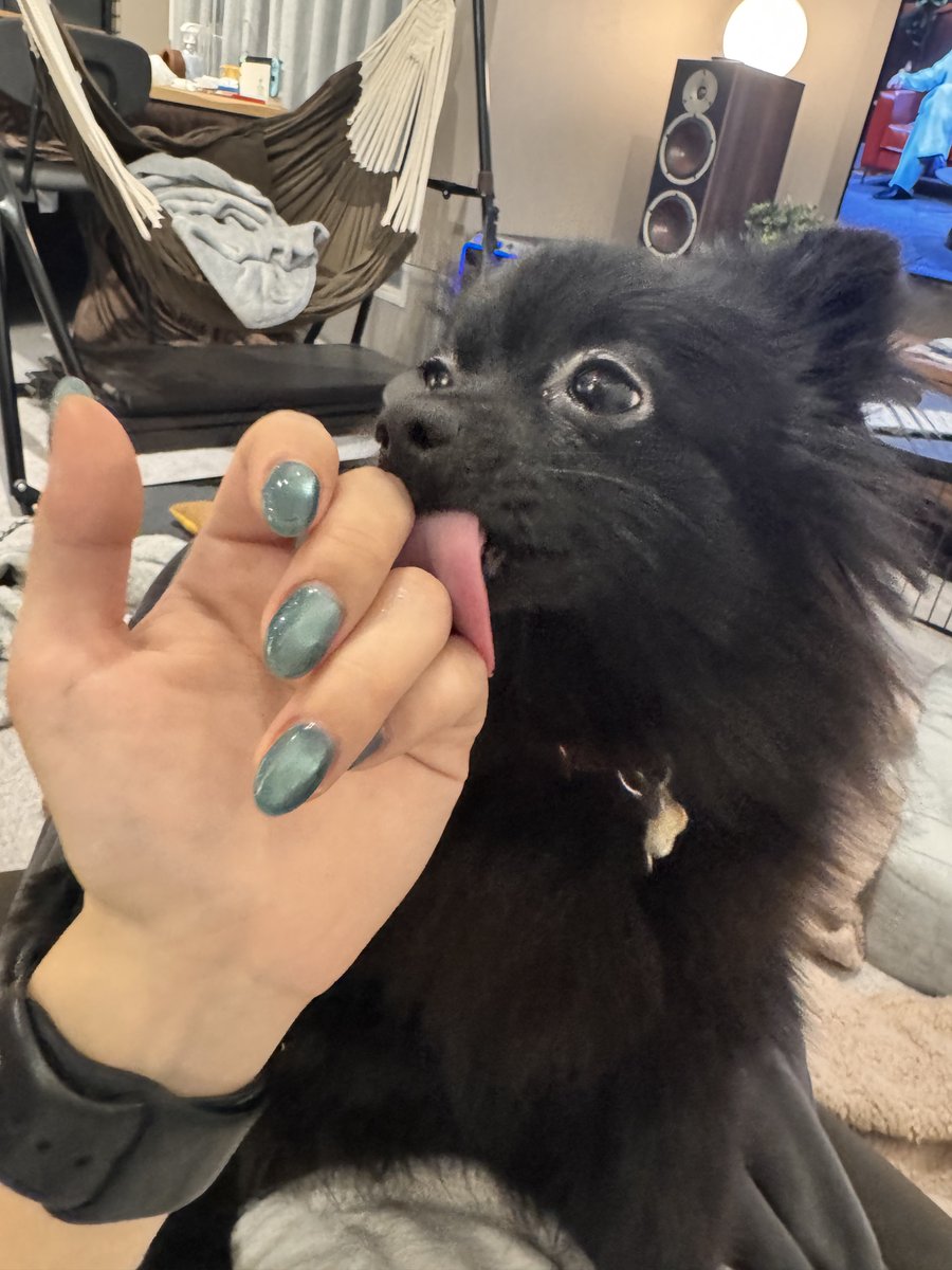 nell_gigante's tweet image. 手首ギュッてしてくるのかわいい
 #ポメラニアン
 #pomeranian
 #犬のいる暮らし