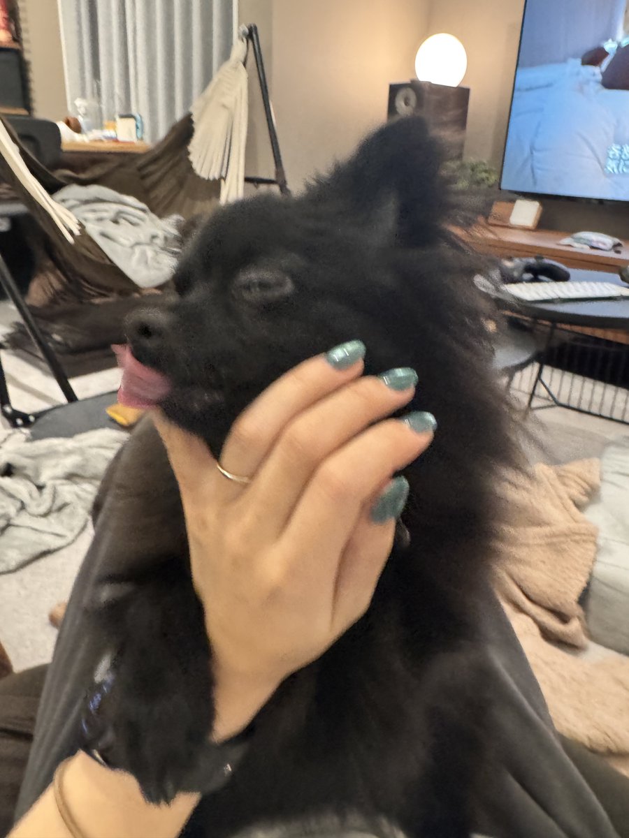 nell_gigante's tweet image. 手首ギュッてしてくるのかわいい
 #ポメラニアン
 #pomeranian
 #犬のいる暮らし