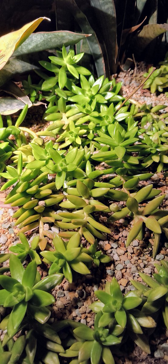 HS58803855's tweet image. This plant is known as 'Sedum adolphi' #Photogr