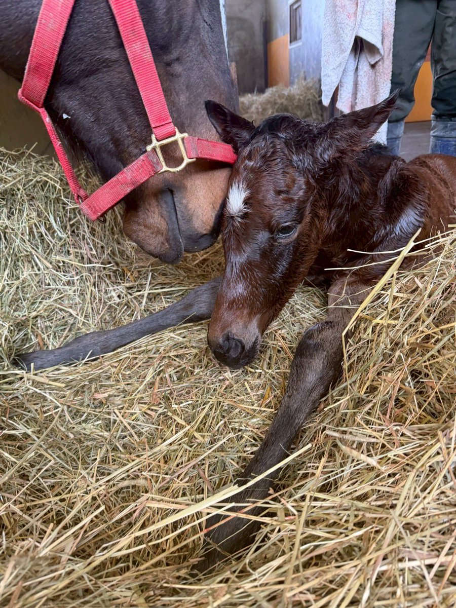 inabafarm's tweet photo. 急展開でミッキーパパイアがソットサスの男の子を出産しました🐴
骨格も体幹もしっかりした子です🎵
とりあえず無事に産まれてよかったです☺️ https://t.co/UIEwwXVlPN