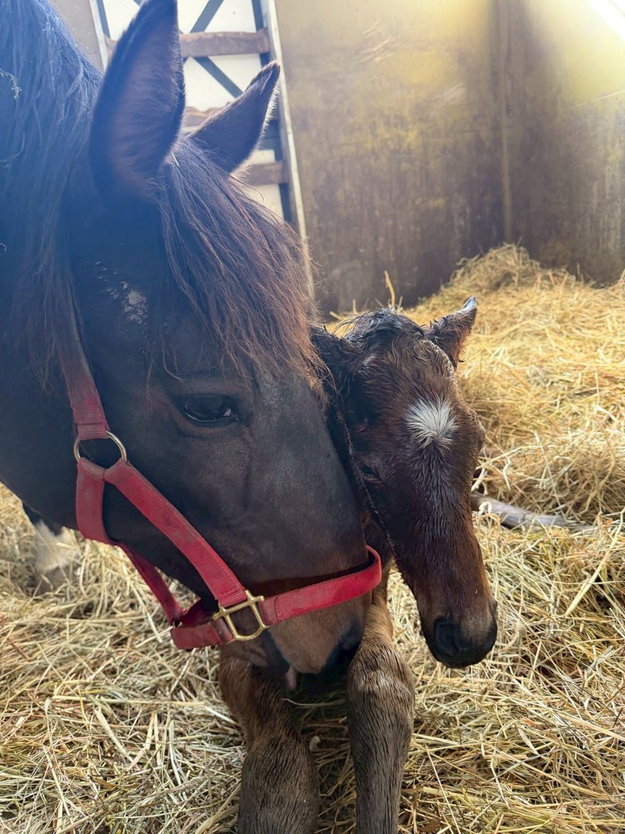 inabafarm's tweet photo. 急展開でミッキーパパイアがソットサスの男の子を出産しました🐴
骨格も体幹もしっかりした子です🎵
とりあえず無事に産まれてよかったです☺️ https://t.co/UIEwwXVlPN