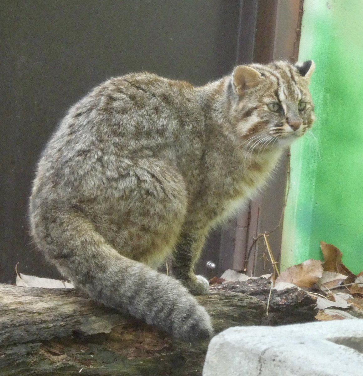 りょうくん😸 2026/2/26📷 #東山動植物園 #ツシマヤマネコ #りょう
