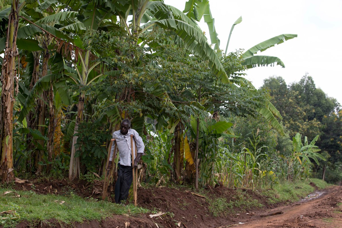 Mount Elgon Tree Growing Enterprise tweet media
