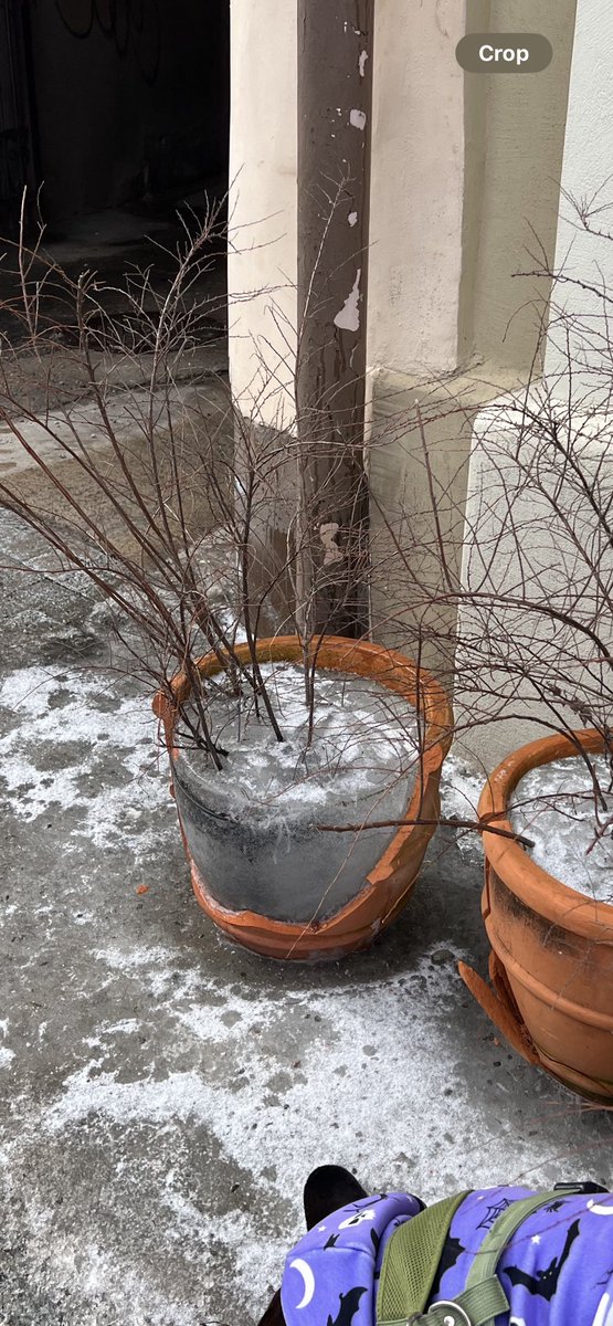 Vladimir tweet media