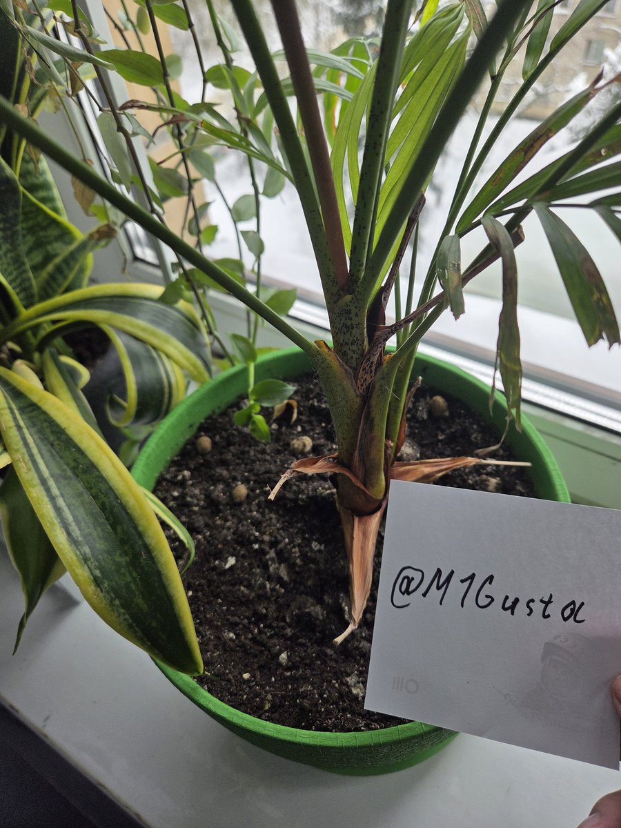 M1GUSTA tweet media