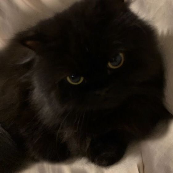 PLASHON🐟🍥 cms open (@plashonlover) on Twitter photo 