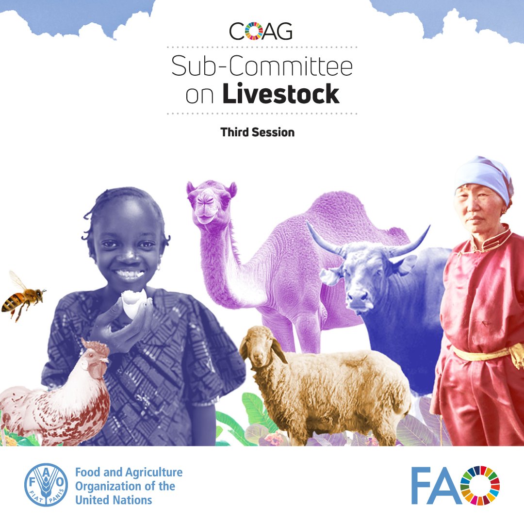 FAO Livestock tweet media