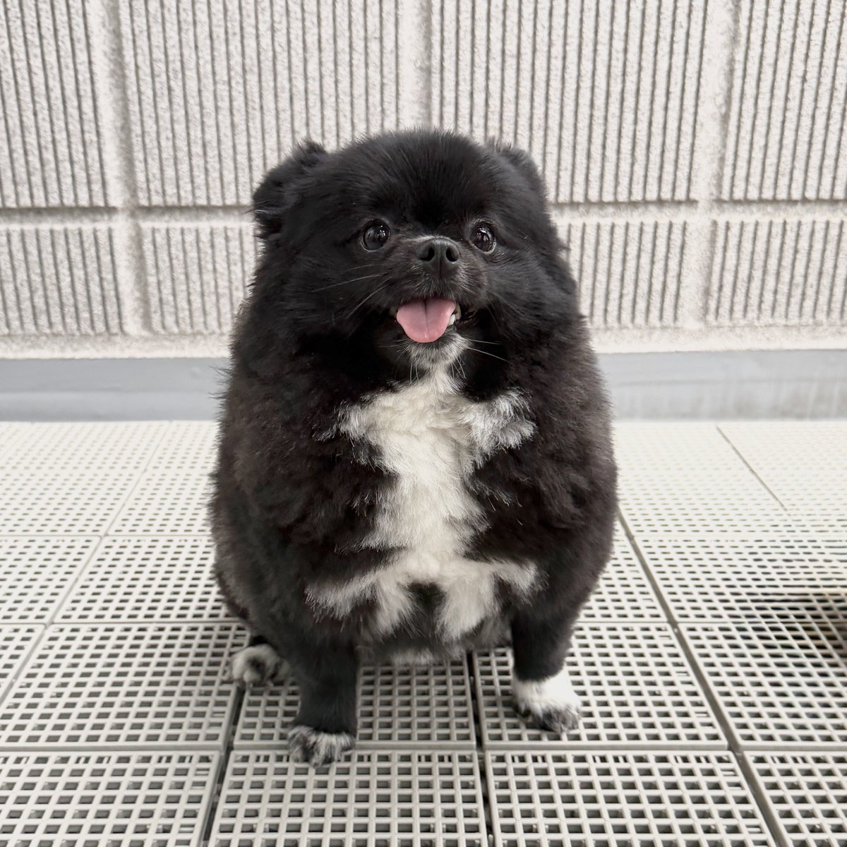 Post by まこと on X: 🍠👀🐶