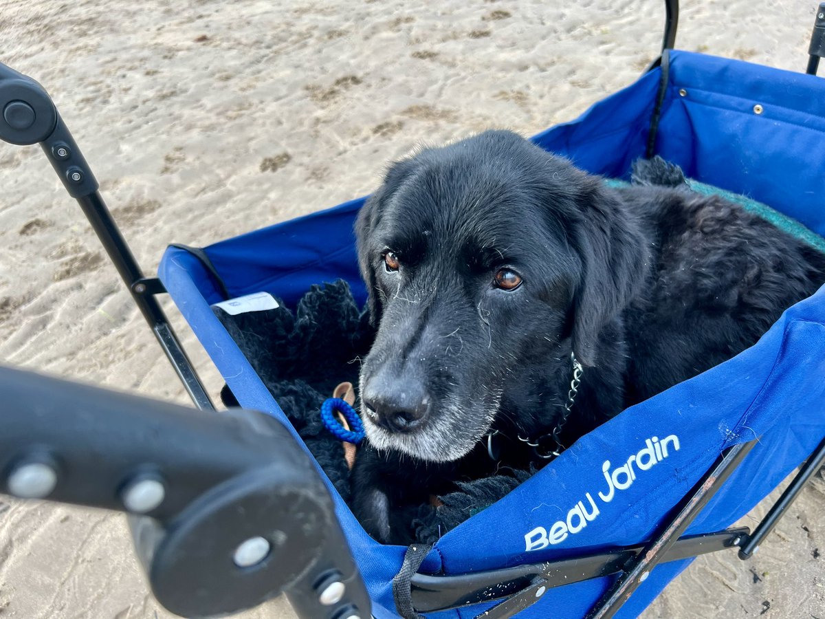 LogieTheDogie tweet media