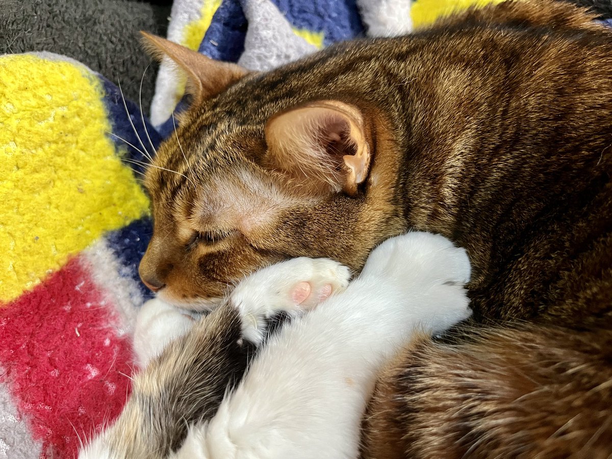 CharoFumi's tweet photo. ねむねむ💤 https://t.co/VMQzHdmpdu