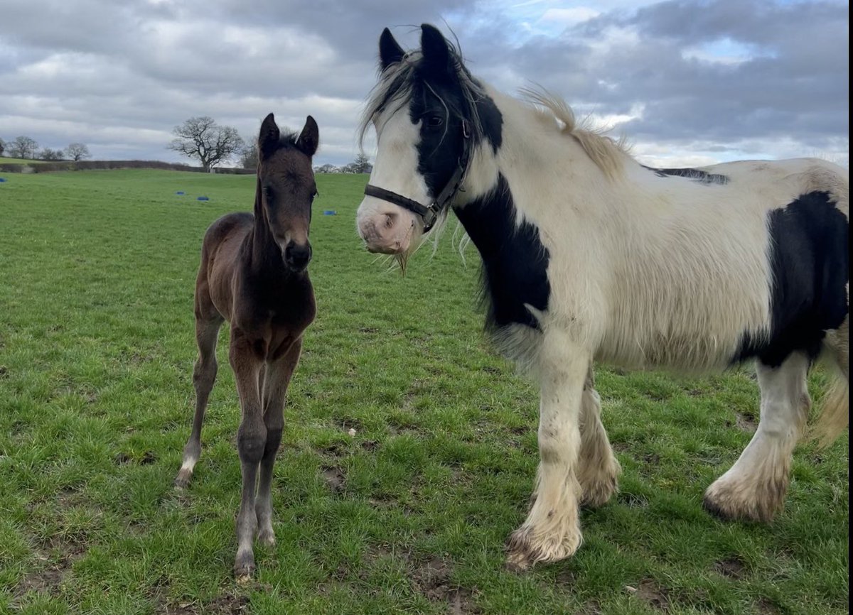 swanbridgebloodstock tweet media