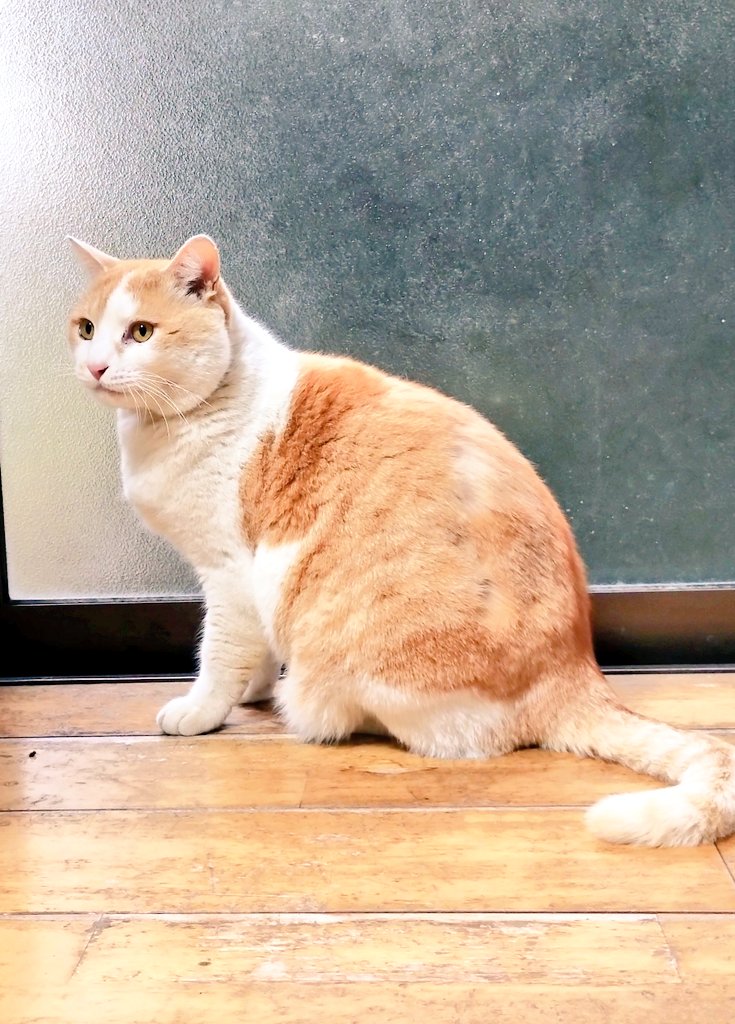 今日も一日お疲れ様でした(ㅅ´ ˘ `) #猫のいる暮らし