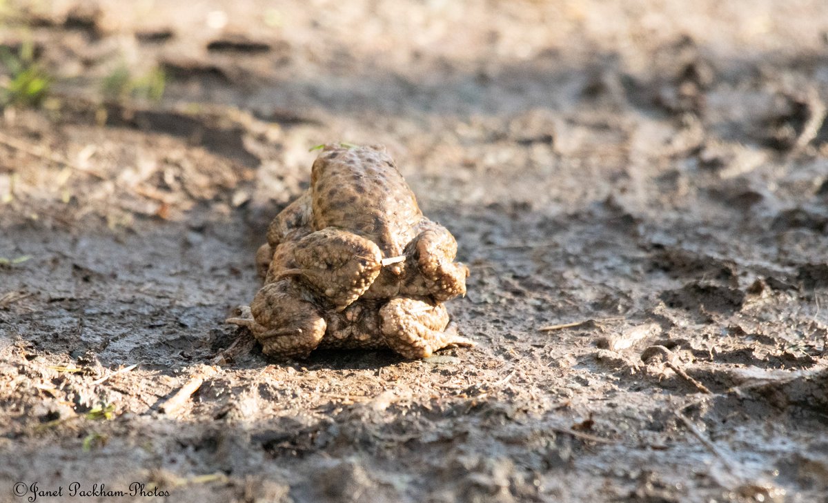 JanetPackham's tweet photo. Toads at Middleton NR this week. @Lancswildlife https://t.co/ccdFSrdpqU