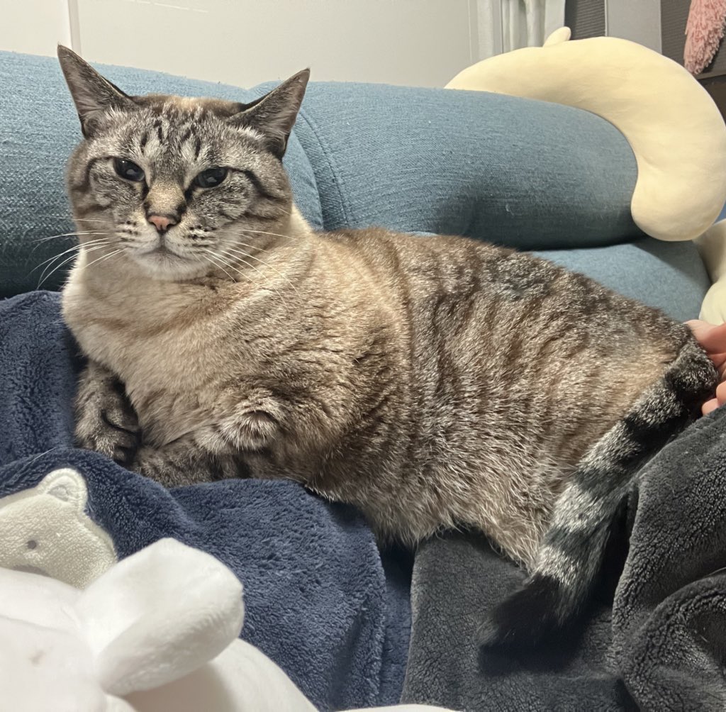 シャムトラだけどめっちゃ模様変わった〜どっちもｷｬﾜ