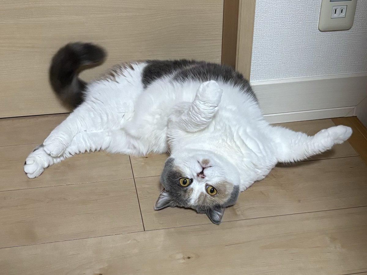 uuu-suke tweet media