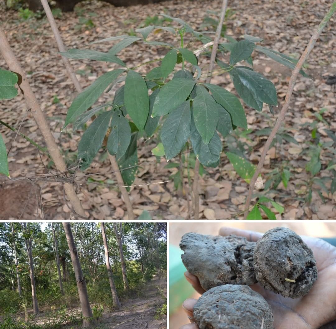 Editions SIDWAYA tweet media