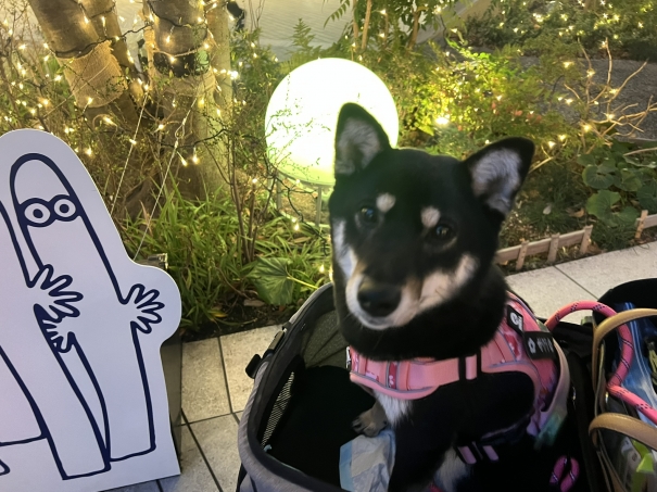 ピュアテック 皇帝ペンギン様 tweet media