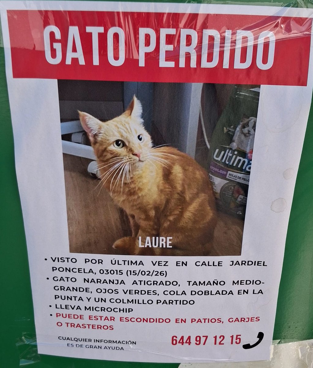Este gato se ha perdido por la zona de centro comercial Gran Vía en Alicante.  Cualquier información ayuda muchísimo.  Gracias