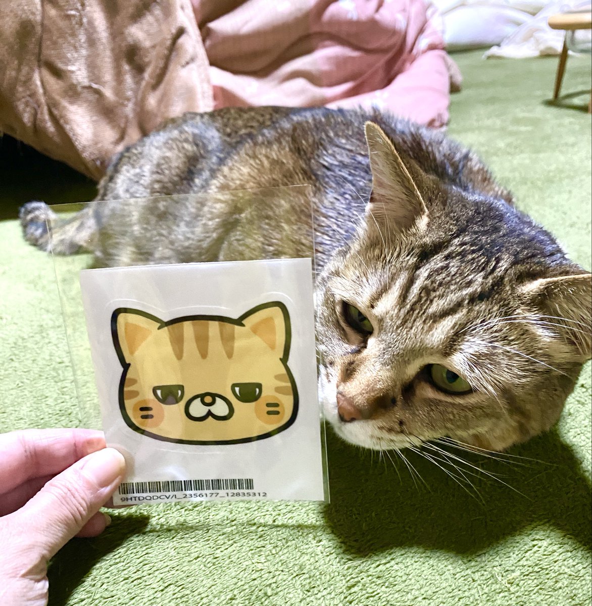 猫ッチョファミリー (@nekosta777) / Posts / X