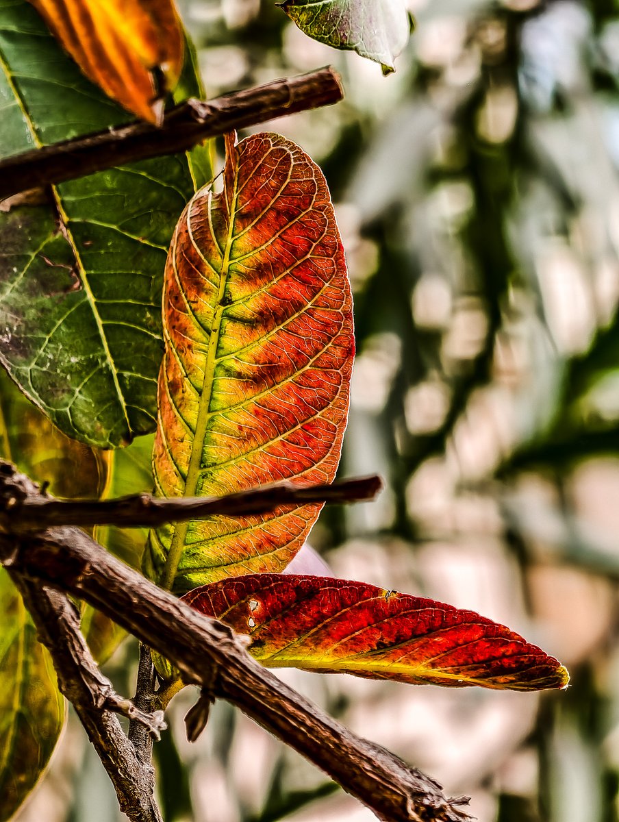 mskhirwar's tweet image. February: when leaves turn poets.🍃🍂🍁😊

#theme_pic_India_leaves #NatureLovers