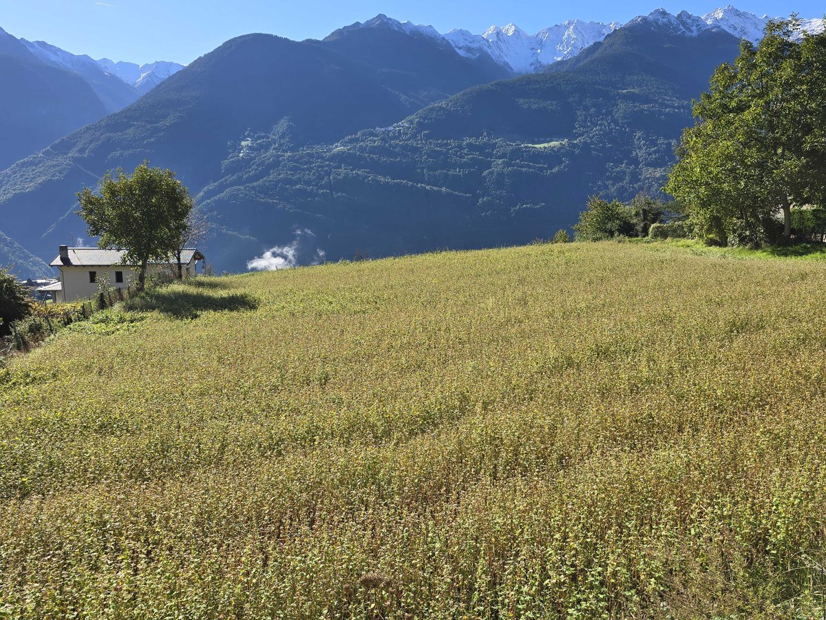 Fabio Fimiani tweet media