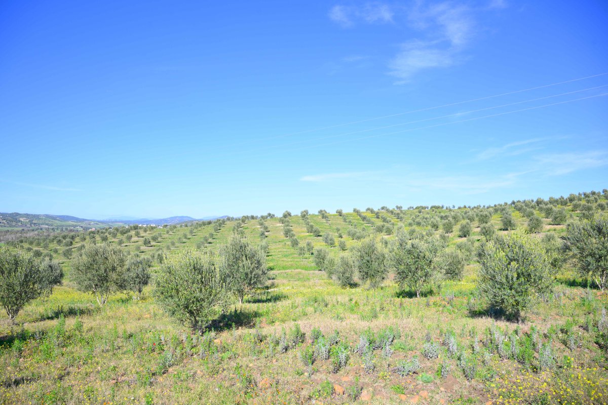 Lives and Livelihoods Fund (LLF) tweet media