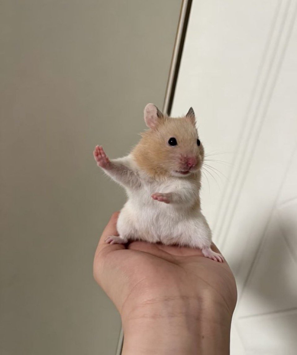 Hamsterie's tweet photo. https://t.co/bbnuhRoVgm