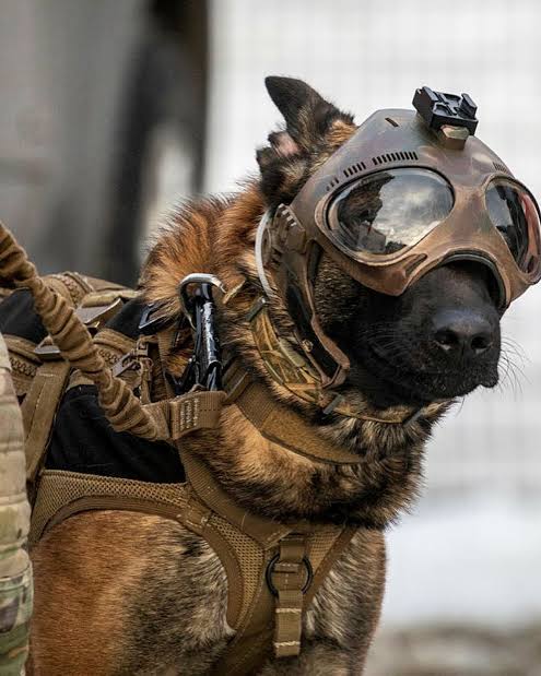 Yaar - يار ‌‌قدیمی 🇮🇷 tweet media