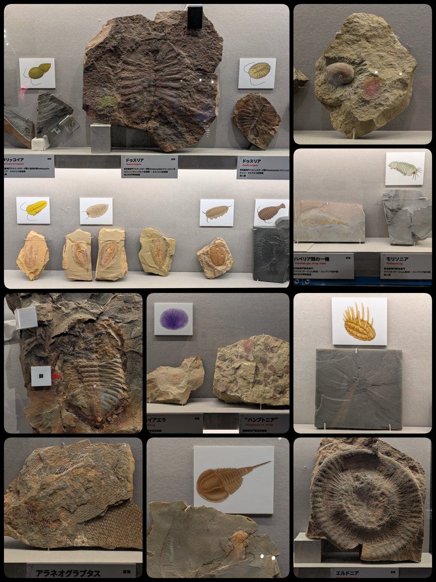おまけ🦂) #大絶滅展 ②′ □O-S境界 海の環境の多様性 オルドビス紀の