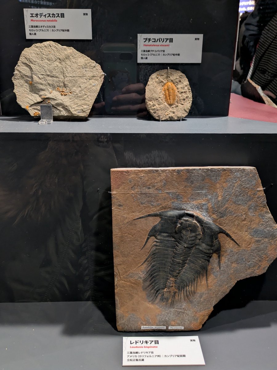 おまけ🦂) #大絶滅展 ②′ □O-S境界 海の環境の多様性 オルドビス紀の