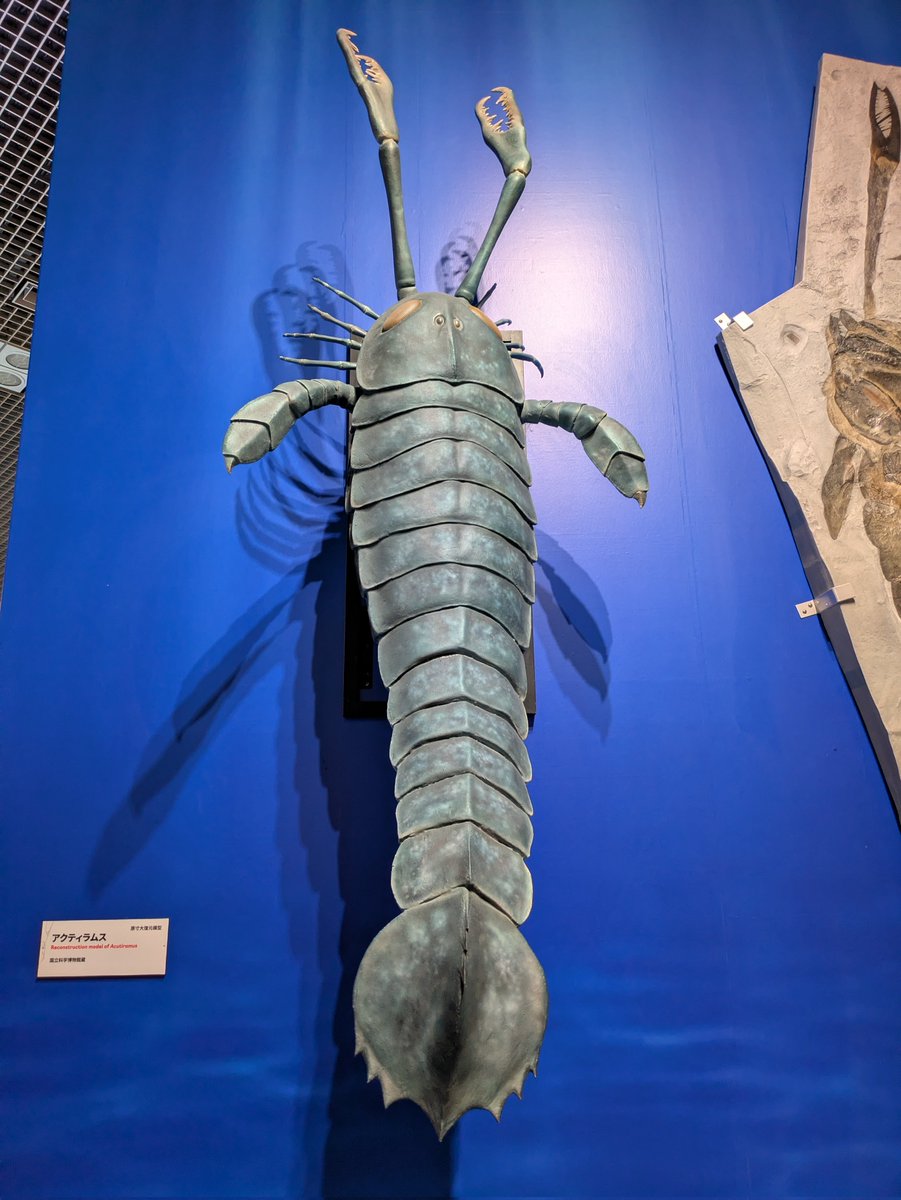 おまけ🦂) #大絶滅展 ②′ □O-S境界 海の環境の多様性 オルドビス紀の
