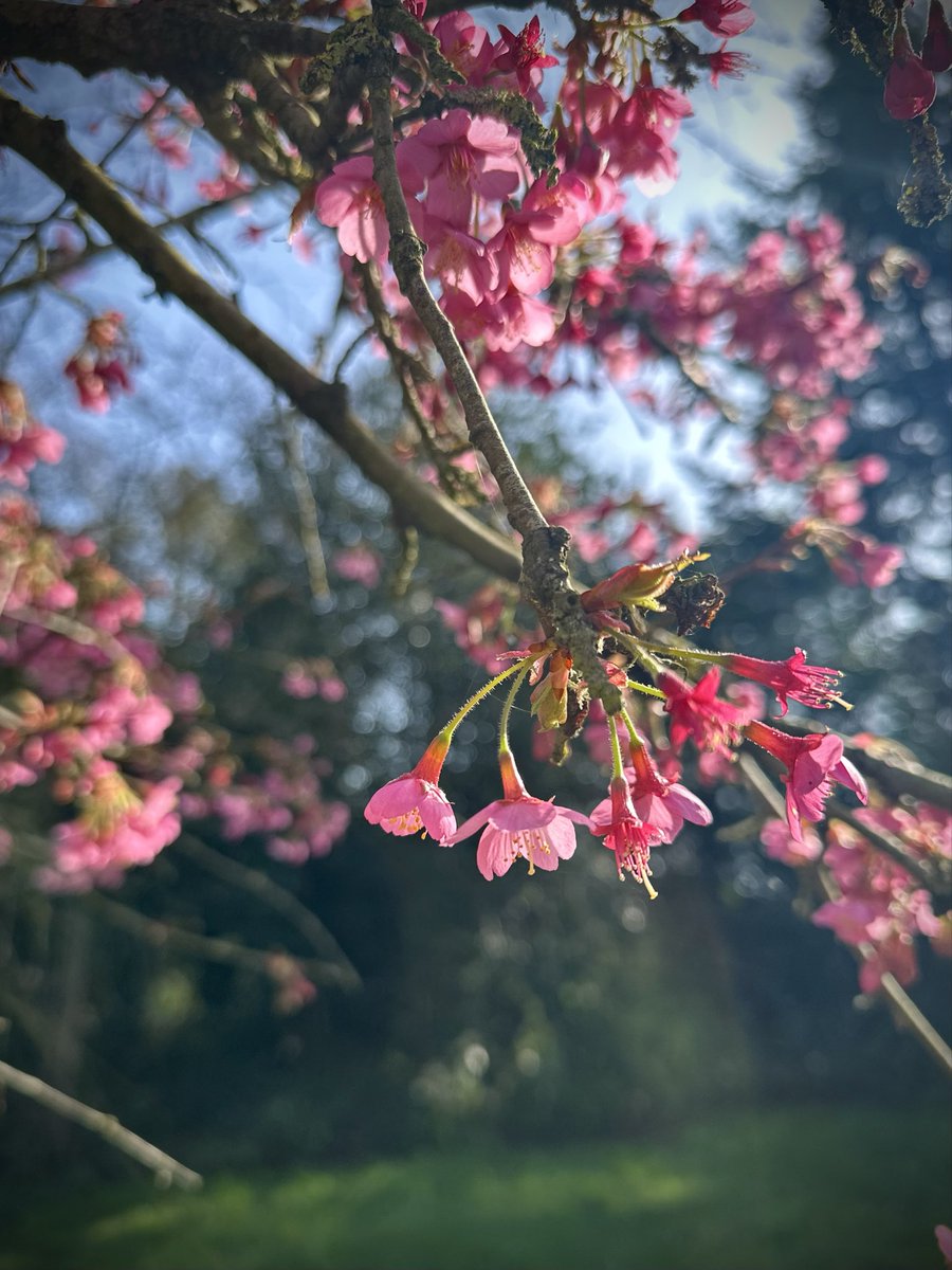 WayOfTzu's tweet photo. Gm Gm

Just returned to the UK after 3 months to be welcomed by the first Kursar cherry blossom of the season ✨

🌸🌸🌸 https://t.co/5N7hXL4xr7