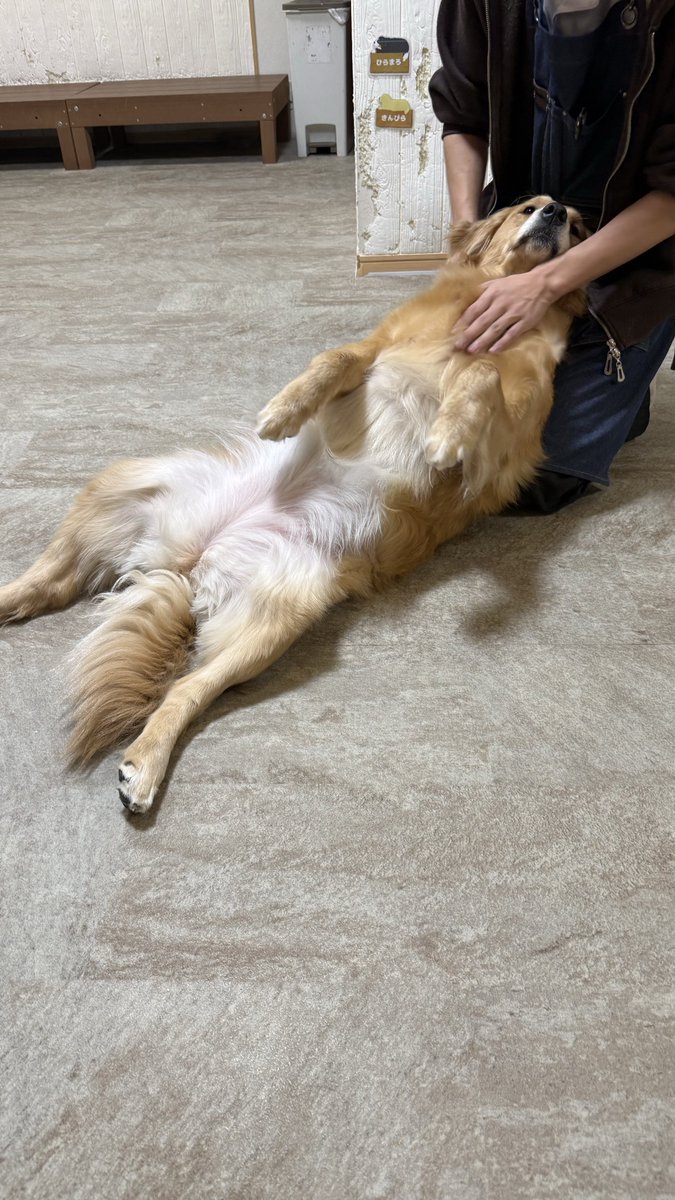 YuvAqo's tweet photo. 大型犬カフェいってきました https://t.co/Bt6nYgrN6K