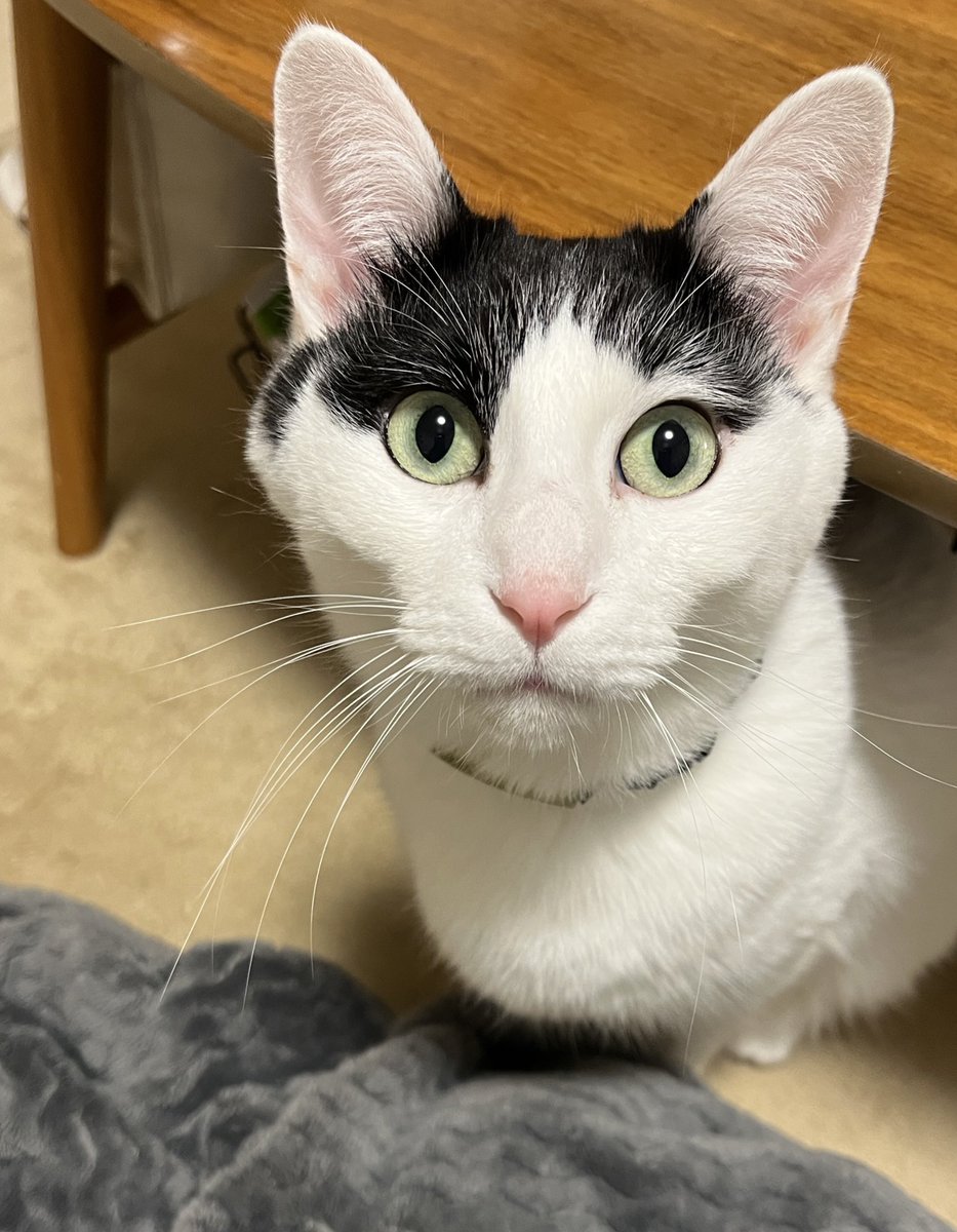 fyewsha's tweet photo. 6時を過ぎるとごはんアピールば激しくなってくる猫
あなたの夜ご飯は19:30なのよ？最近どんどん早まってない？ https://t.co/ZQGAonpWbs