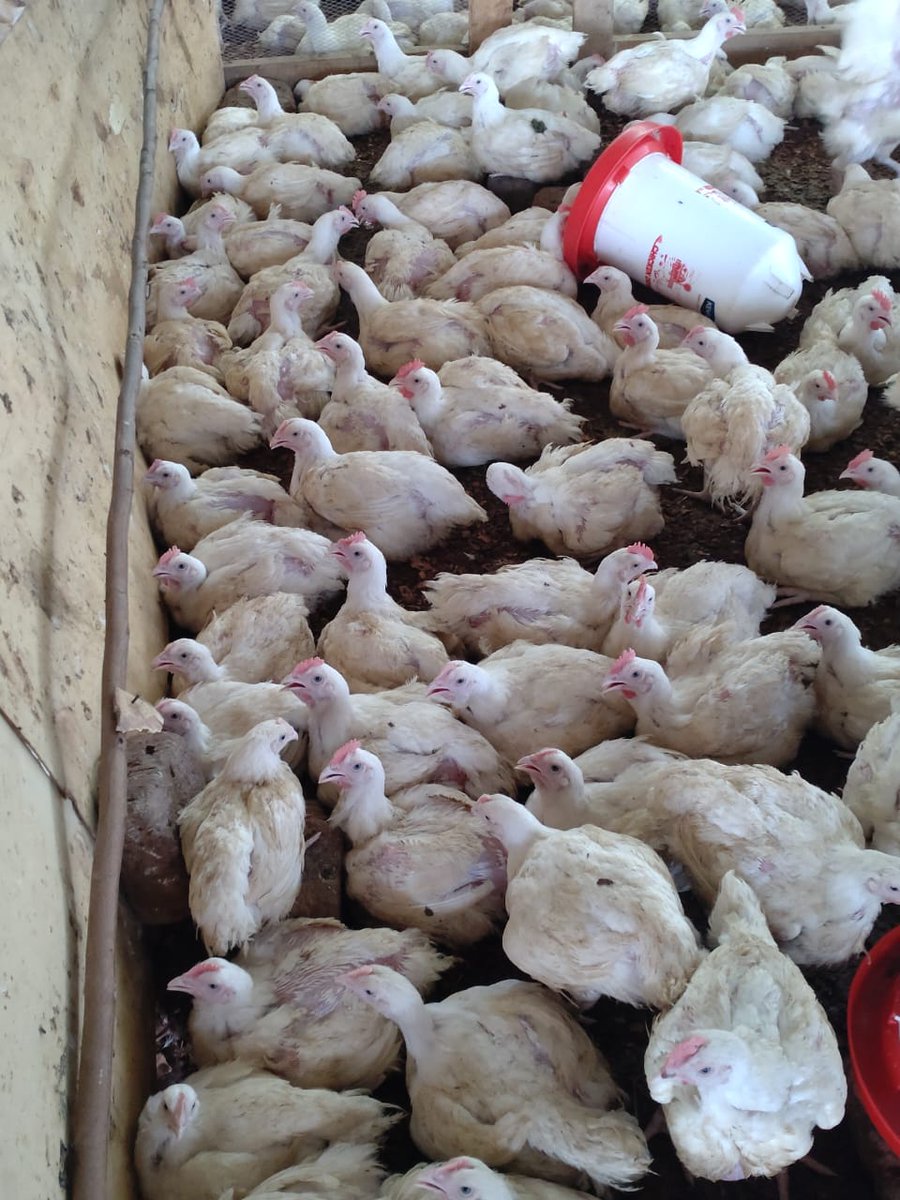 KK Farms tweet media
