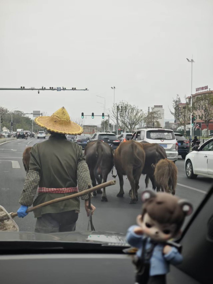 YY2152283644's tweet photo. - Live Cattle https://t.co/VHwDy4QHLh