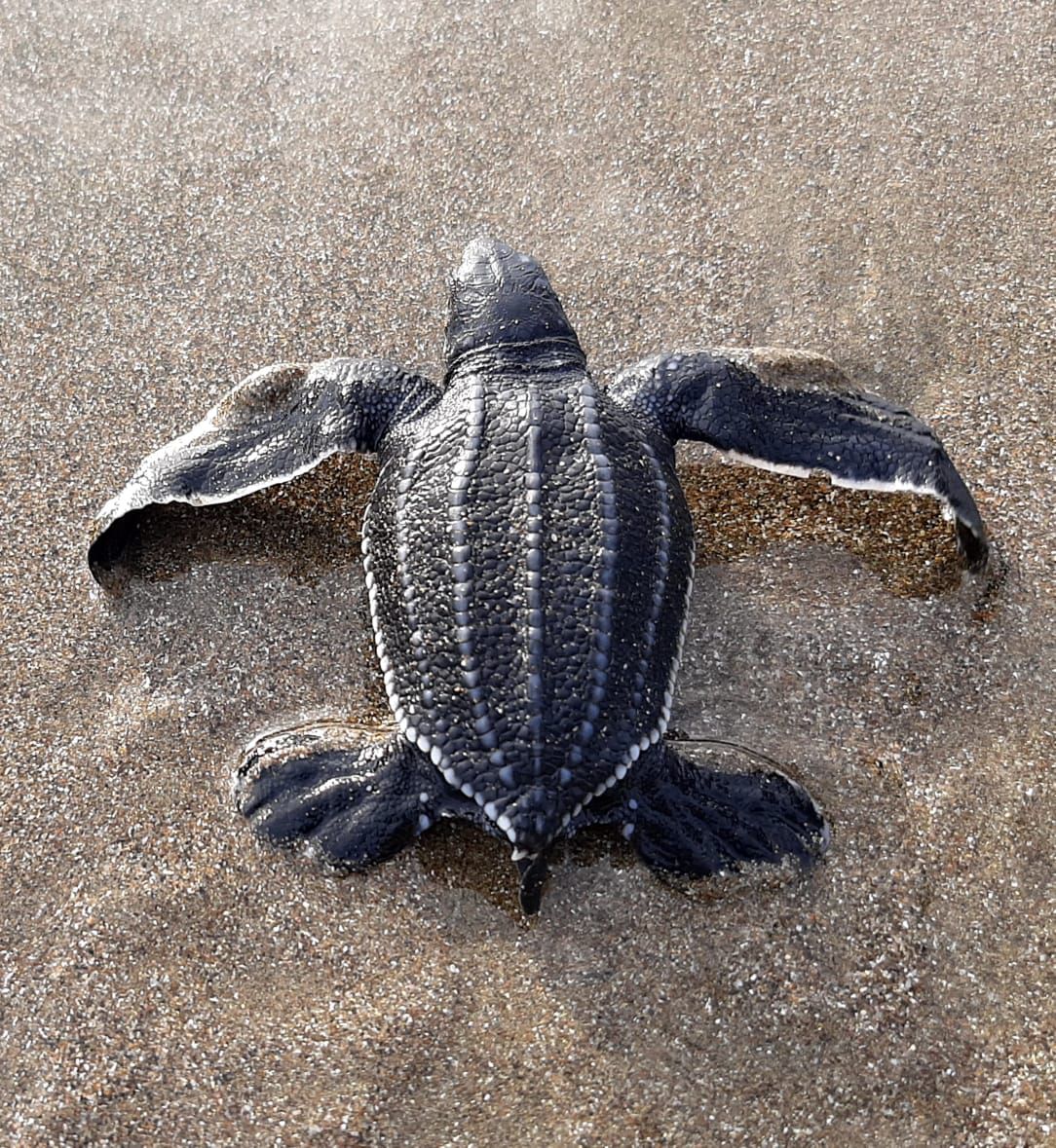 Ministerio de Ambiente y Energía tweet media