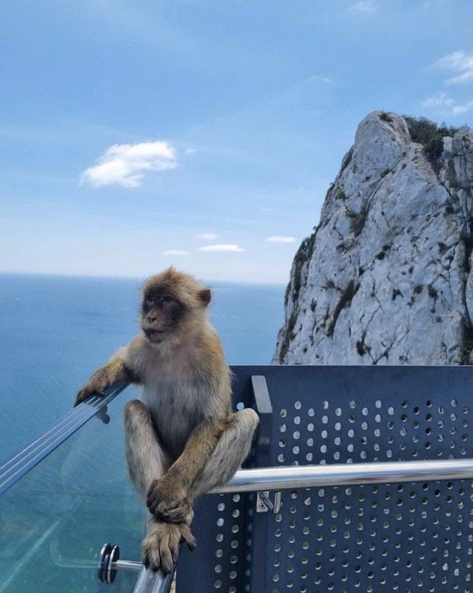 원숭이 아카이브 tweet media