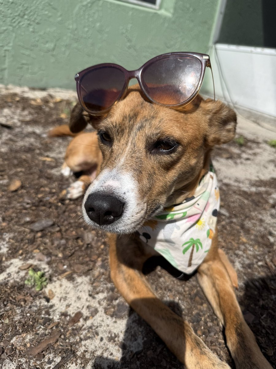 lblanchard_wx's tweet image. Anyone else happy that the temperatures are warming back up? 
Honey is! 😎
#florida #FloridaLiving