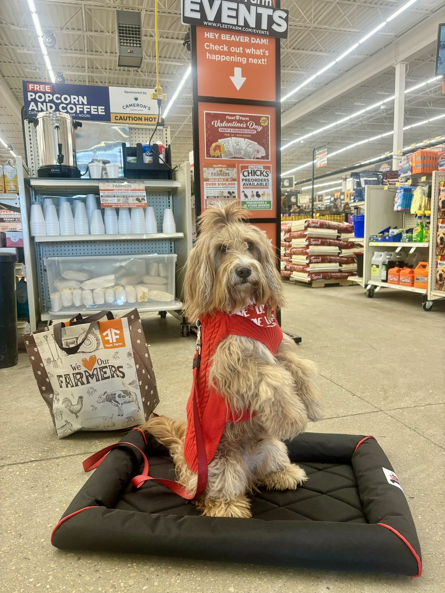 sitprettypup's tweet photo. The dog equivalent of finding a bench at the mall while your partner is shopping 🤣 

📸 Maverick getting comfy at Fleet Farm (Yes, the Hornady dog bed came home with us.)

#dogsofx #doglove #cutedog #goldendoodle @TeamHornady https://t.co/gbpJXjeVQd